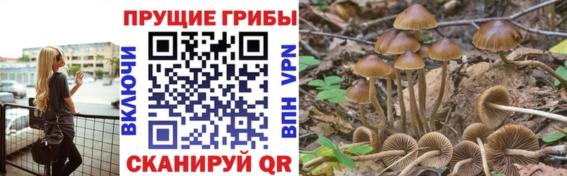 купить закладку  Олонец  Галлюциногенные грибы мицелий 